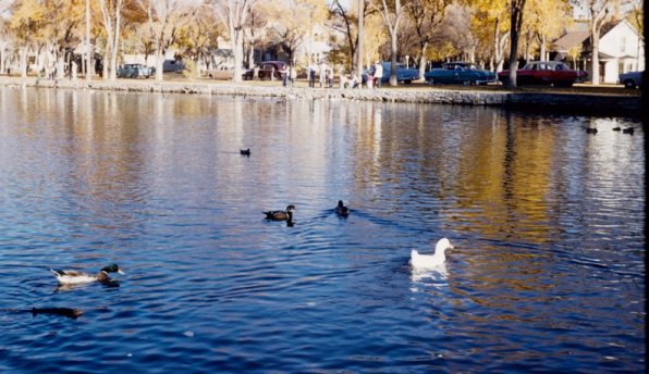 Pond and ducks