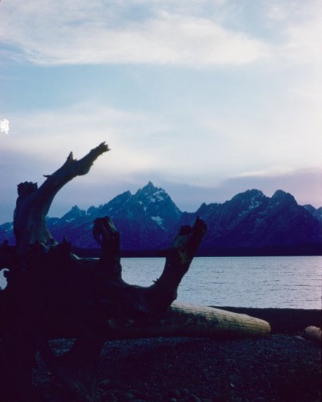 Dead tree and lake
