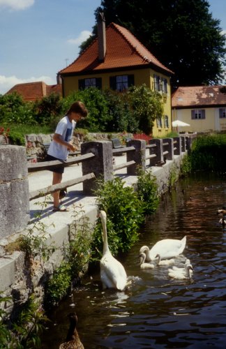 Sally feeding swans
