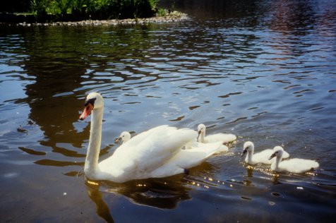 swans