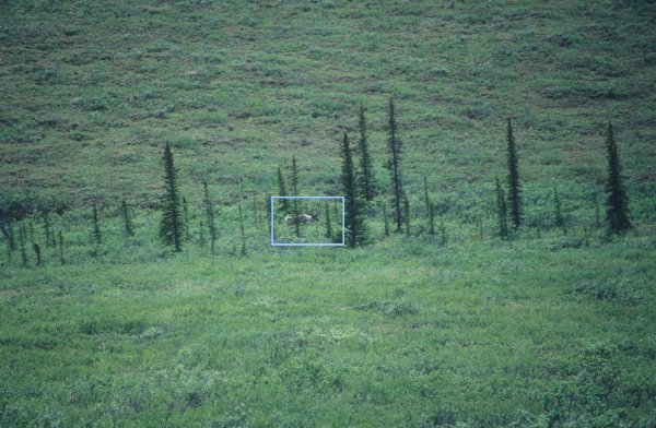 caribou being stalked