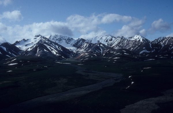 Denali scenery