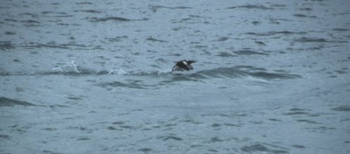 bird taking off