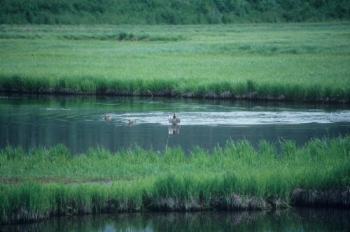 geese taking off