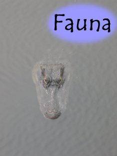 Fauna