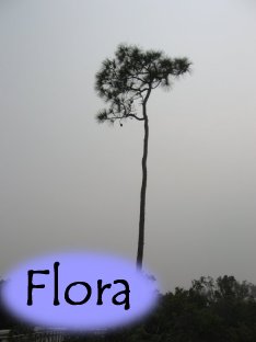 Flora