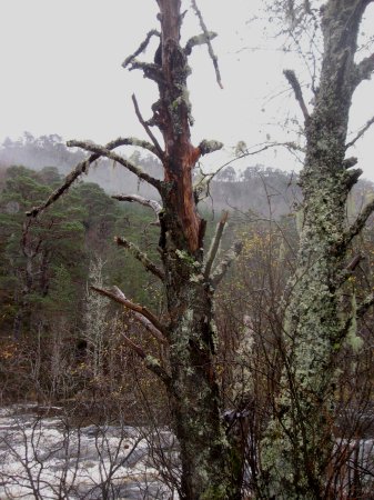 along trail to Dog Falls