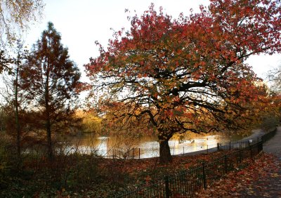 Battersea Park in November