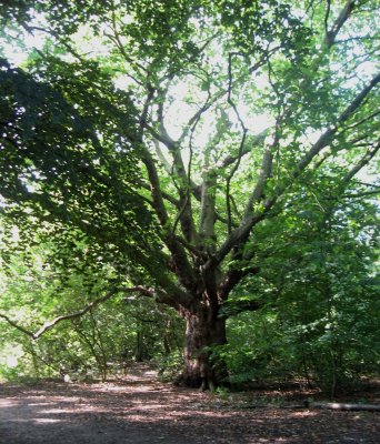 path in Hampstead Heath