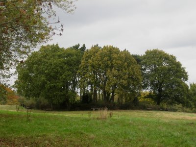 trees on the Heath
