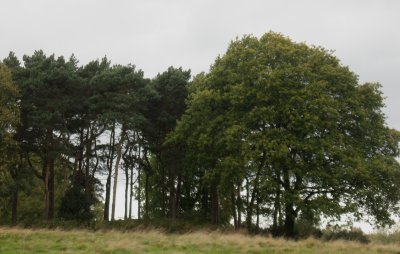 trees on the Heath