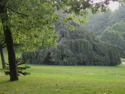 droopy Hyde Park tree
