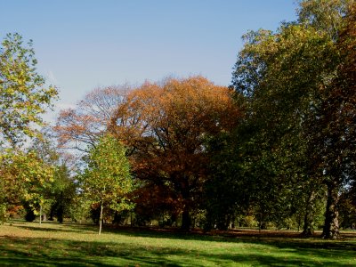 trees in Hyde Park