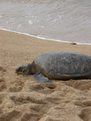 Turtle 1A
