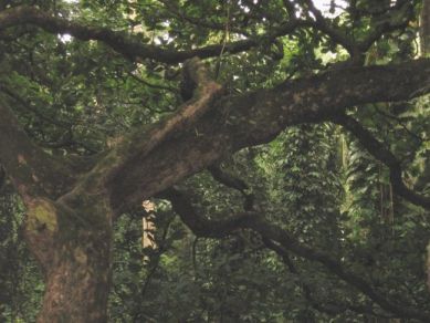 Large branches