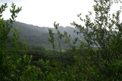 Manoa Valley