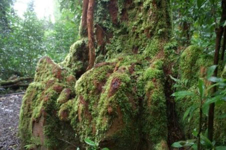 Mosses