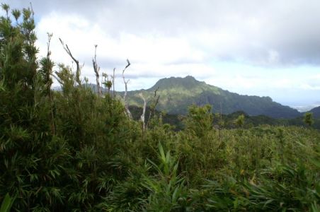 Manoa Valley