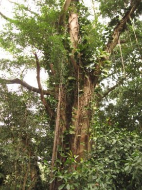 Tree with vines