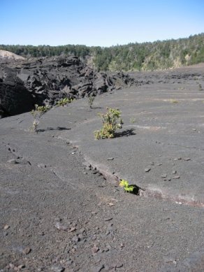 Plants at Kilauea Iki