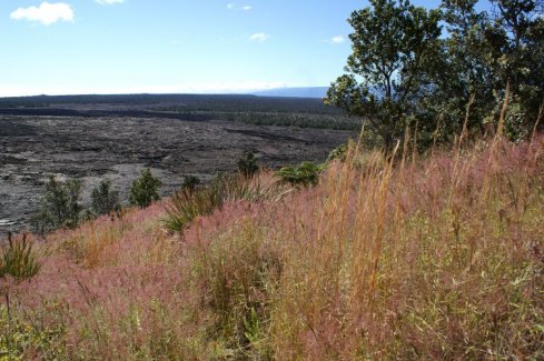 Lava fields