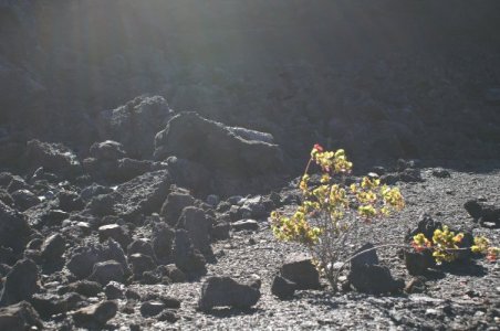Ohia at Kilauea Iki