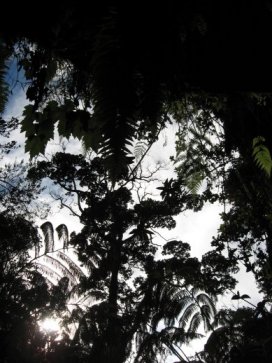 Trees at the Lava Tube