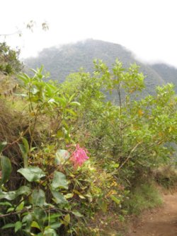 Trail with pink flowers