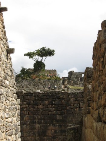 Looking out toward the tree