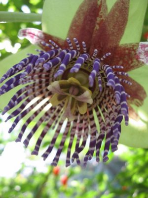 Passion Flower