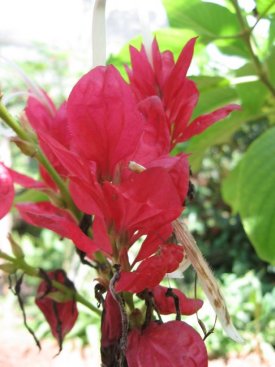 Red flowers