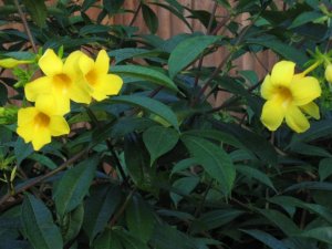 Yellow flowers