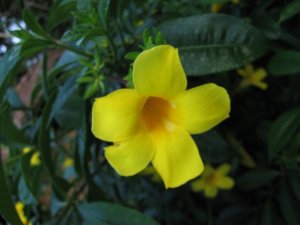 Yellow flower closeup
