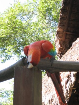 macaw
