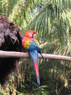 macaw