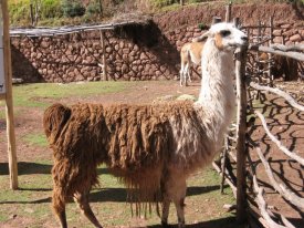 Llamas