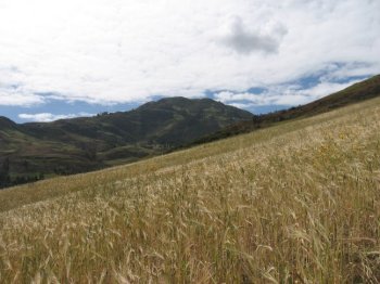 Wheat fields