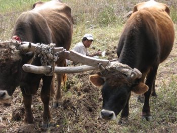 Oxen in a field